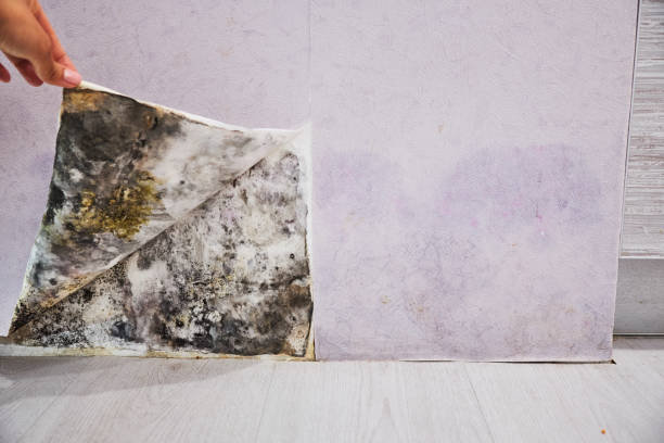 Best Mold Removal Company Near Me  in Burnettown, SC